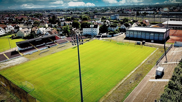 灰狼表現得 灰狼表現得